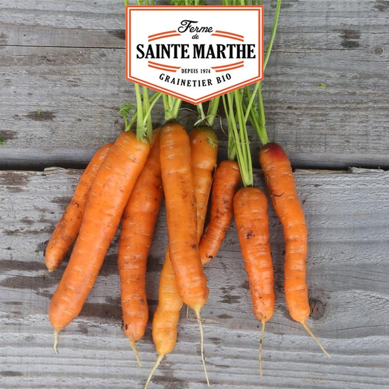 La ferme Sainte Marthe - 1.500 sementes Carrot Touchon