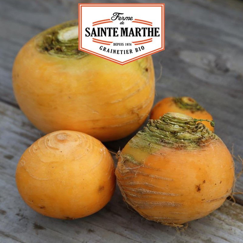 La ferme Sainte Marthe - 300 sementes Yellow Turnip Golden Ball