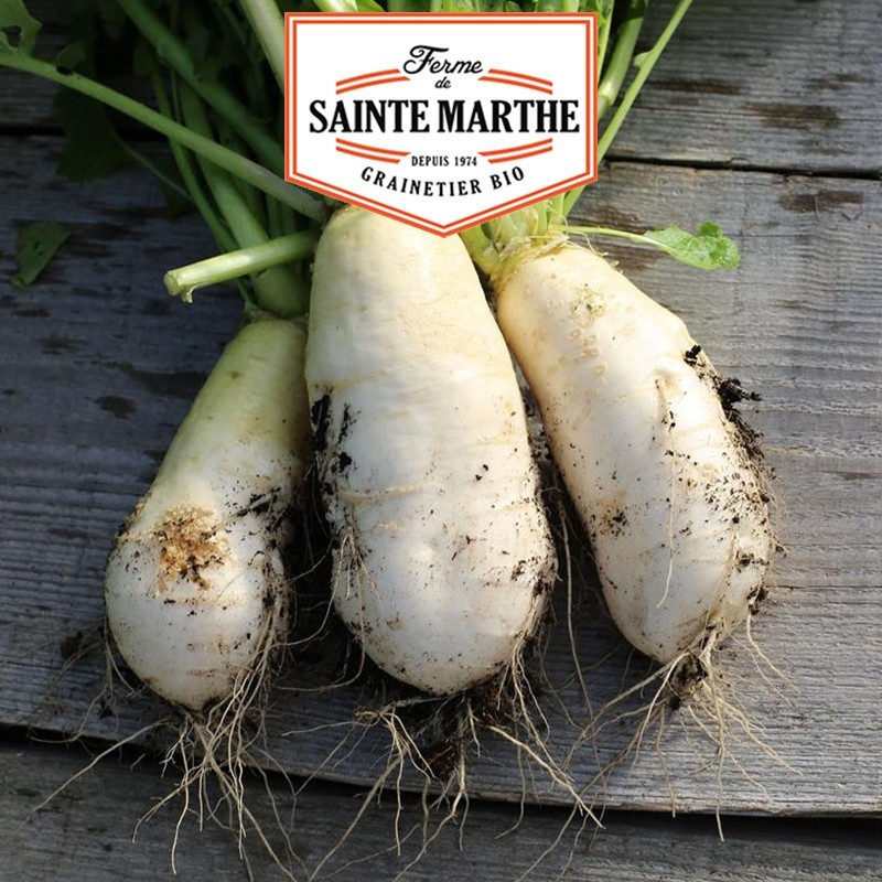 La ferme Sainte Marthe - 300 sementes Turnip Hammer