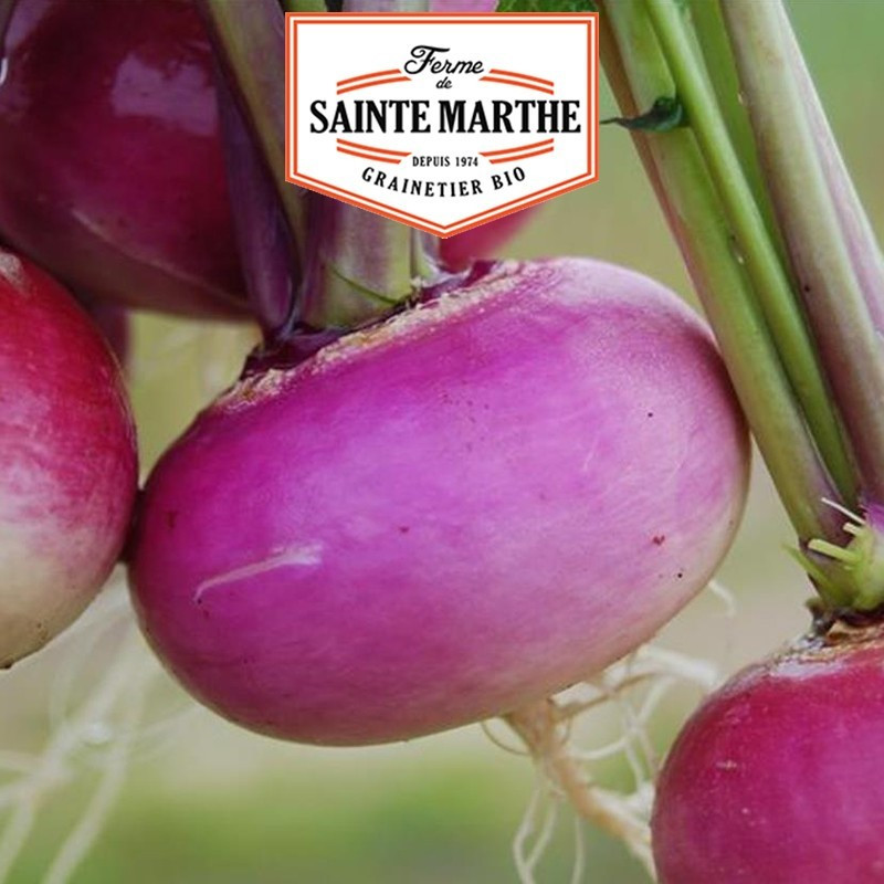  <x>La ferme Sainte Marthe</x> - 300 seeds Turnip Milan Red