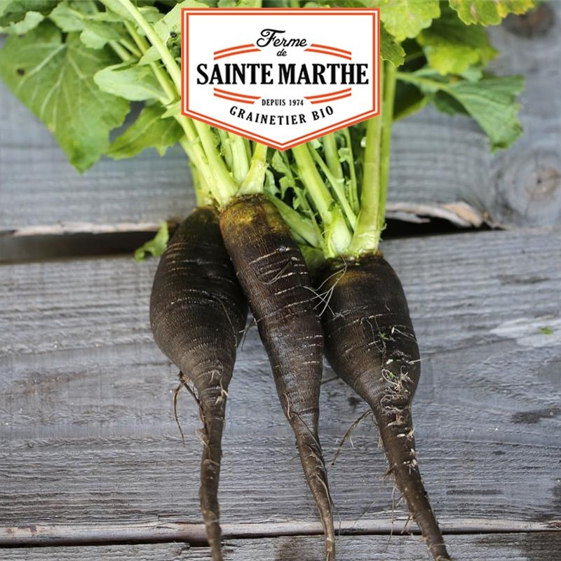  <x>La ferme Sainte Marthe</x> - 300 seeds Black Turnip Long de Caluire
