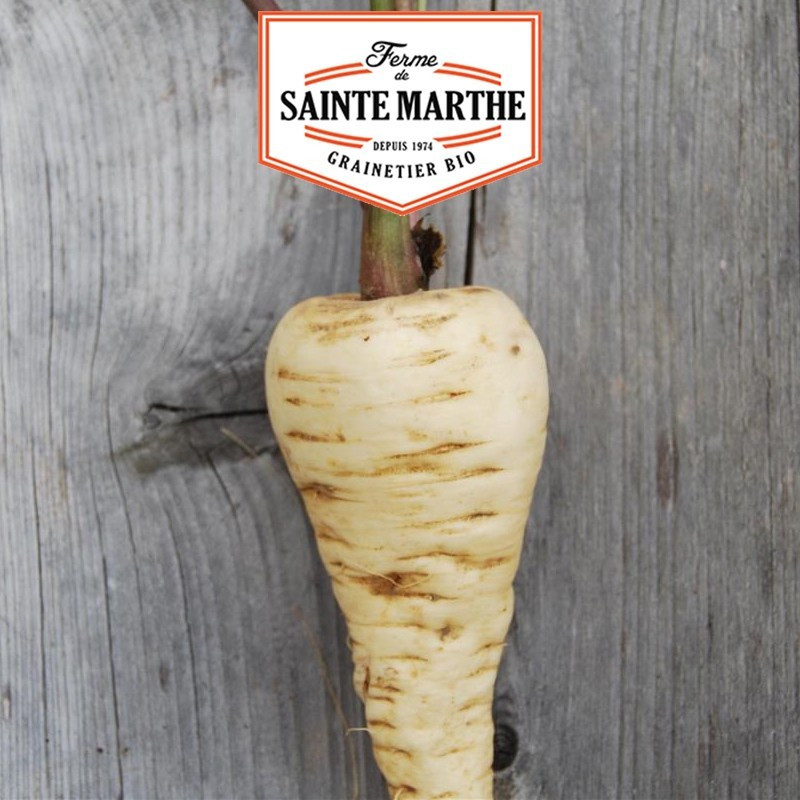 La ferme Sainte Marthe - 400 sementes de pastinacas de Guernsey Half Long Parsnips
