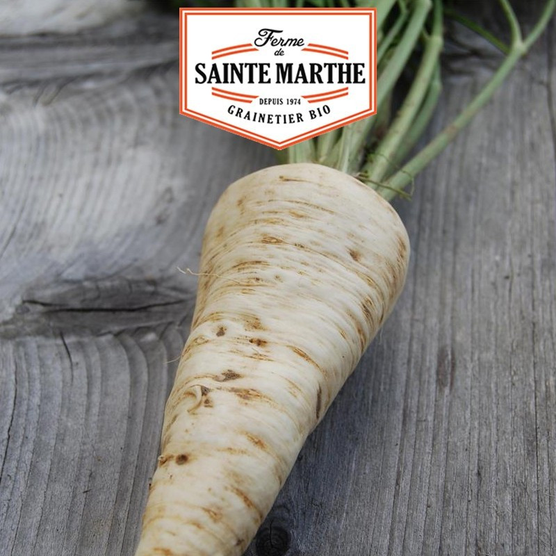  <x>La ferme Sainte Marthe</x> - 1,000 seeds Parsley coarse root Hatif