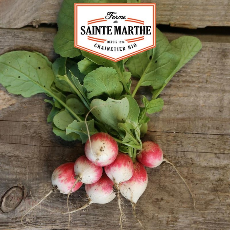 La ferme Sainte Marthe - 1 000 sementes Radis Gaudry 2