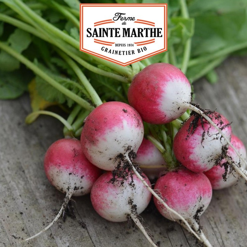 La ferme Sainte Marthe - 1 000 sementes Radish National 2