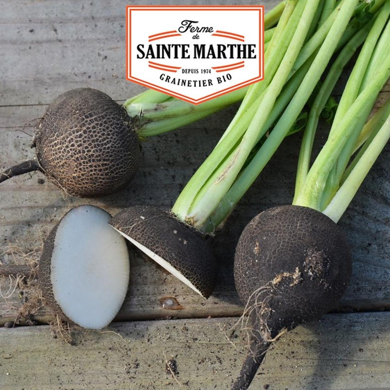 La ferme Sainte Marthe - 1 000 sementes de rabanete negro Grande Inverno redondo
