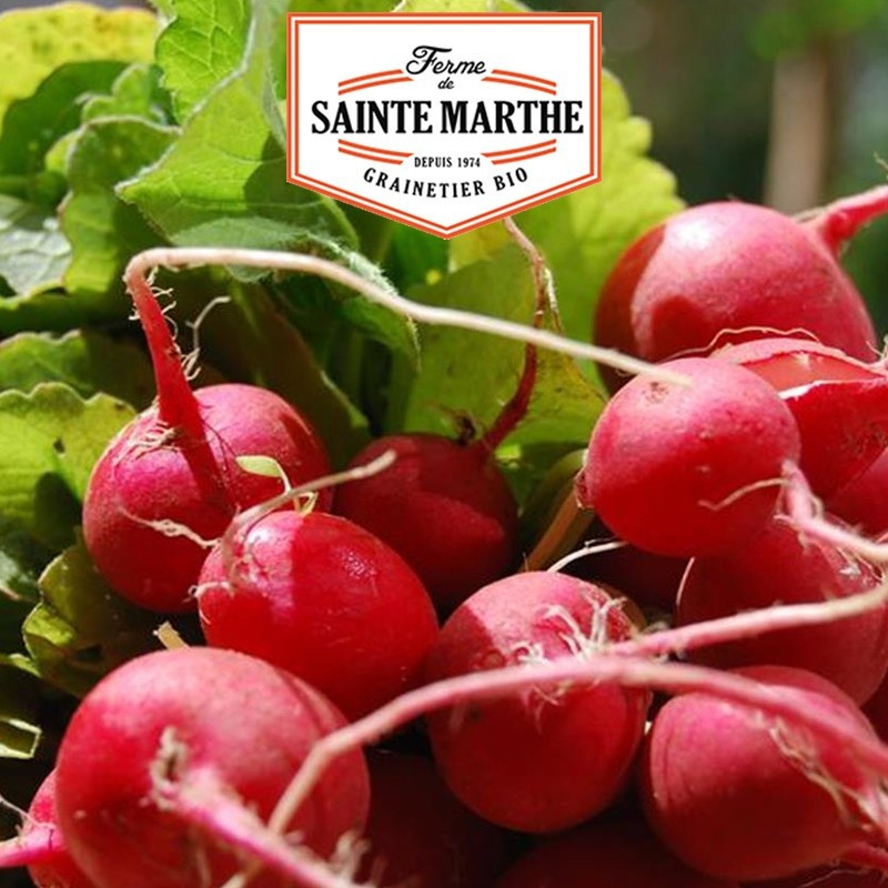 La ferme Sainte Marthe - 1 000 sementes Radish Raxe