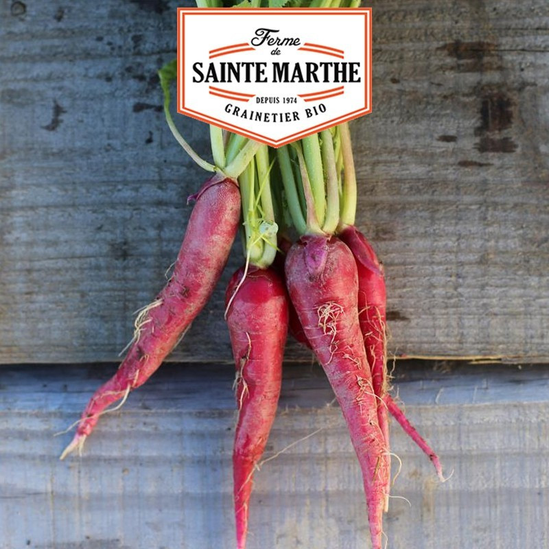 La ferme Sainte Marthe - 1 000 sementes Pink Radish 3