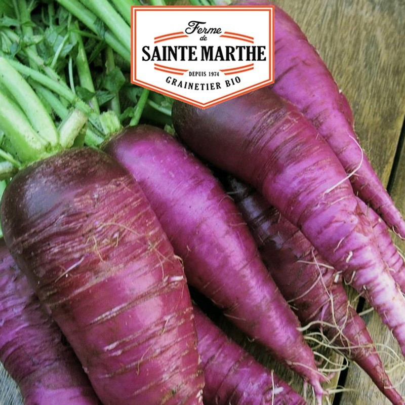  <x>La ferme Sainte Marthe</x> - 500 Samen Violetter Rettich aus Gournay