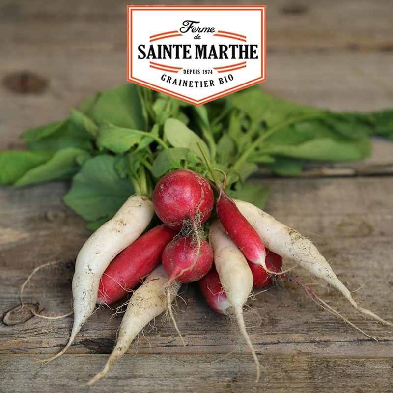 La ferme Sainte Marthe - 1 000 sementes Mistura de rabanete : Sora, Flamboyant, Chandelle de Glace