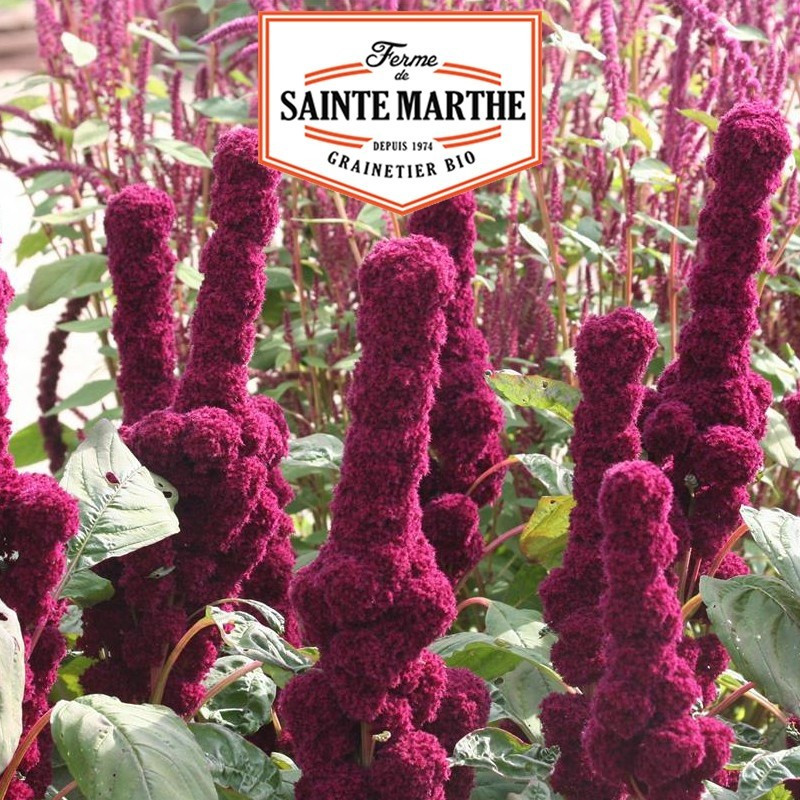  <x>La ferme Sainte Marthe</x> - 300 semi Amaranto rosso