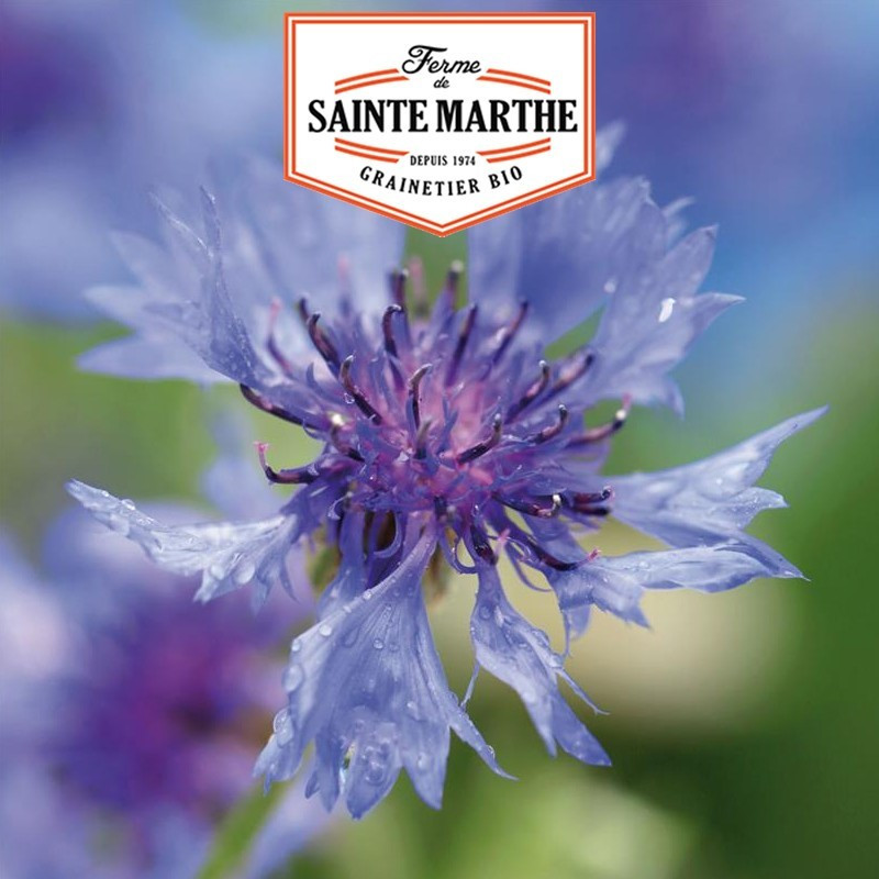  <x>La ferme Sainte Marthe</x> - 400 seeds Cornflower