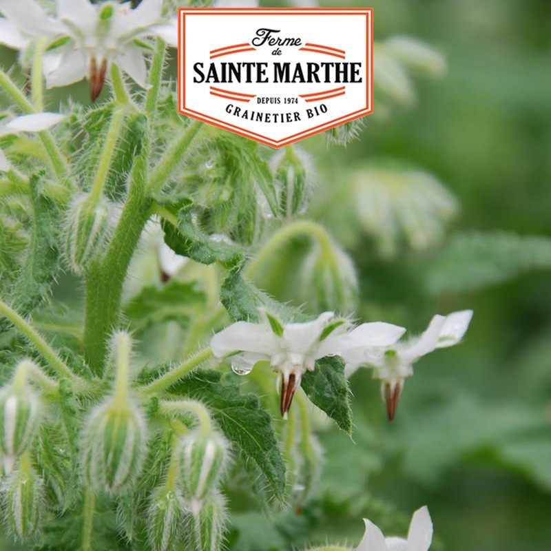 La ferme Sainte Marthe - 50 sementes de borragem branca