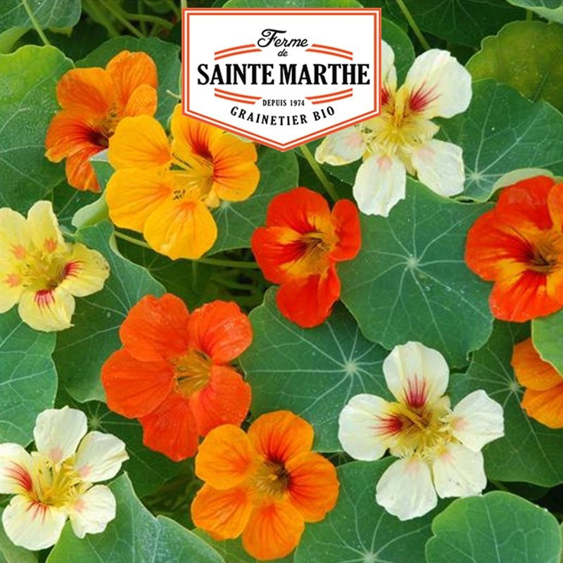  <x>La ferme Sainte Marthe</x> - 30 Samen Kapuzinerkresse Grande Variée oder Kletterpflanze