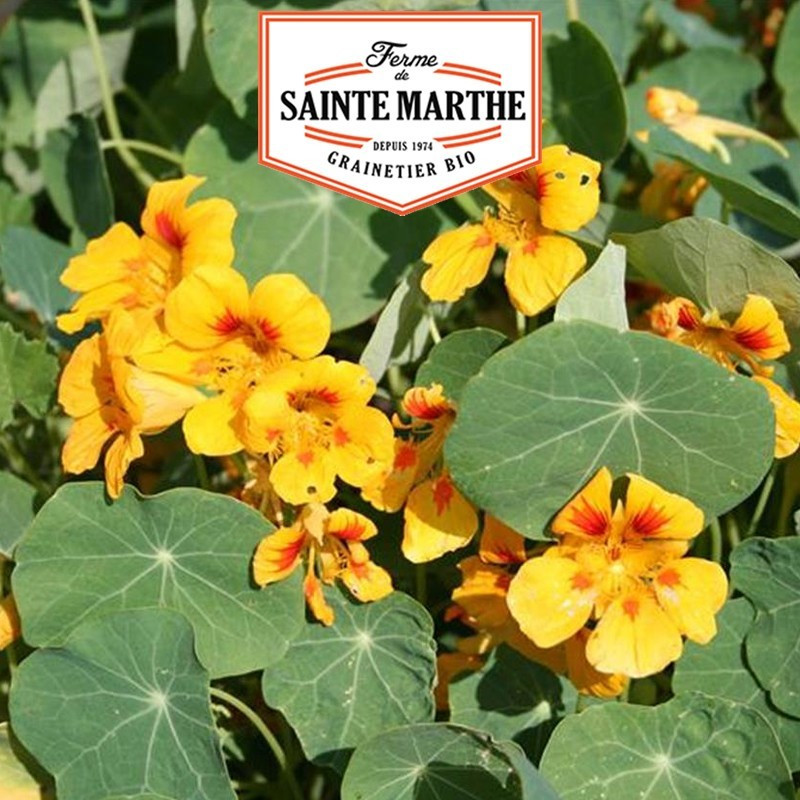  <x>La ferme Sainte Marthe</x> - 30 seeds Capucine Major Naine
