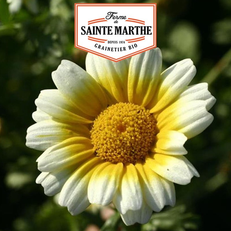 La ferme Sainte Marthe - 300 sementes Chrysantheme Comestible