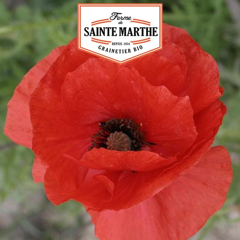  <x>La ferme Sainte Marthe</x> - 1.000 Samen Mohnblume Einfache Rot
