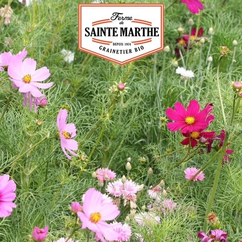 La ferme Sainte Marthe - 300 sementes Cosmos Sensation Varié