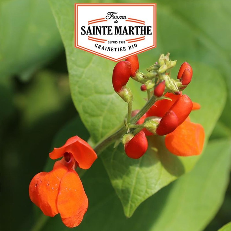 La ferme Sainte Marthe - 10 sementes de feijão Scarlet Runner Imperador