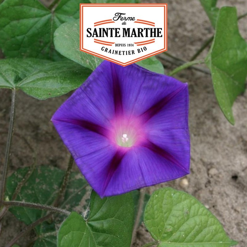 La ferme Sainte Marthe - 125 sementes Ipomoea púrpura