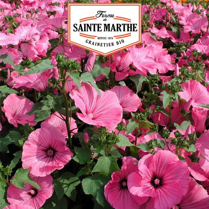  <x>La ferme Sainte Marthe</x> - 500 seeds Lavatere Annual