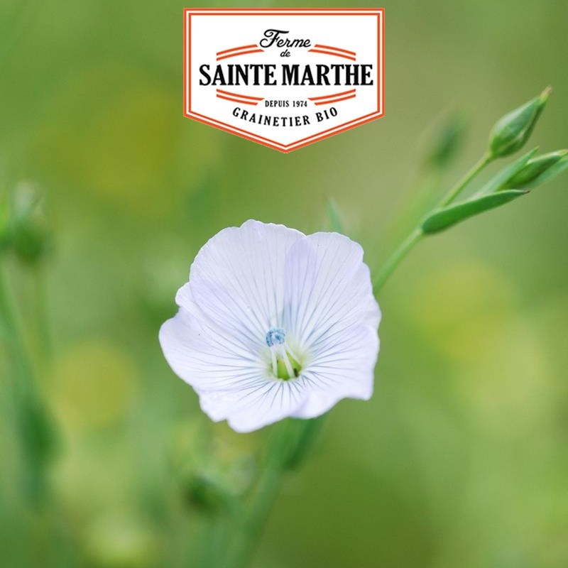 La ferme Sainte Marthe - 650 sementes de linho branco