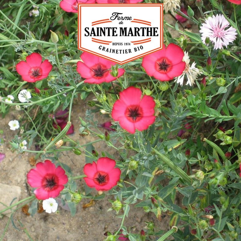  <x>La ferme Sainte Marthe</x> - 1,000 seeds Red Flax