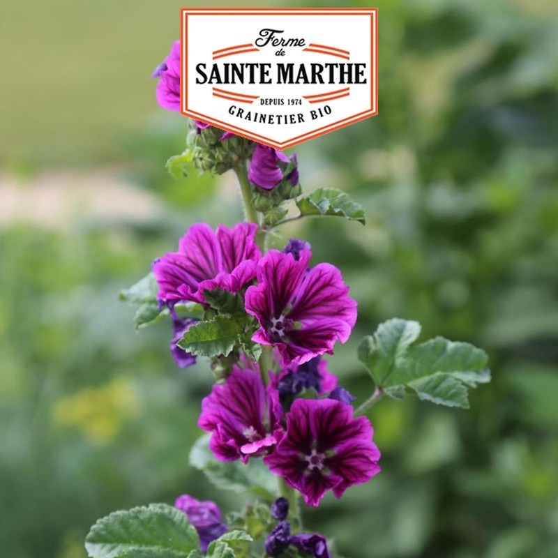  <x>La ferme Sainte Marthe</x> - 500 seeds Mauritania Mallow