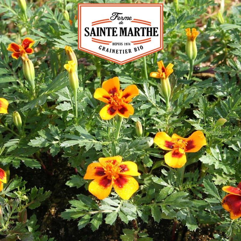 La ferme Sainte Marthe - 250 sementes Calêndula selvagem