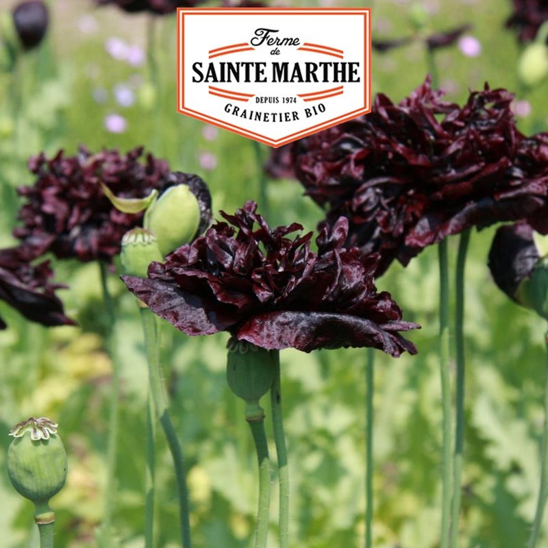  <x>La ferme Sainte Marthe</x> - 2,000 seeds Black Peony Poppy