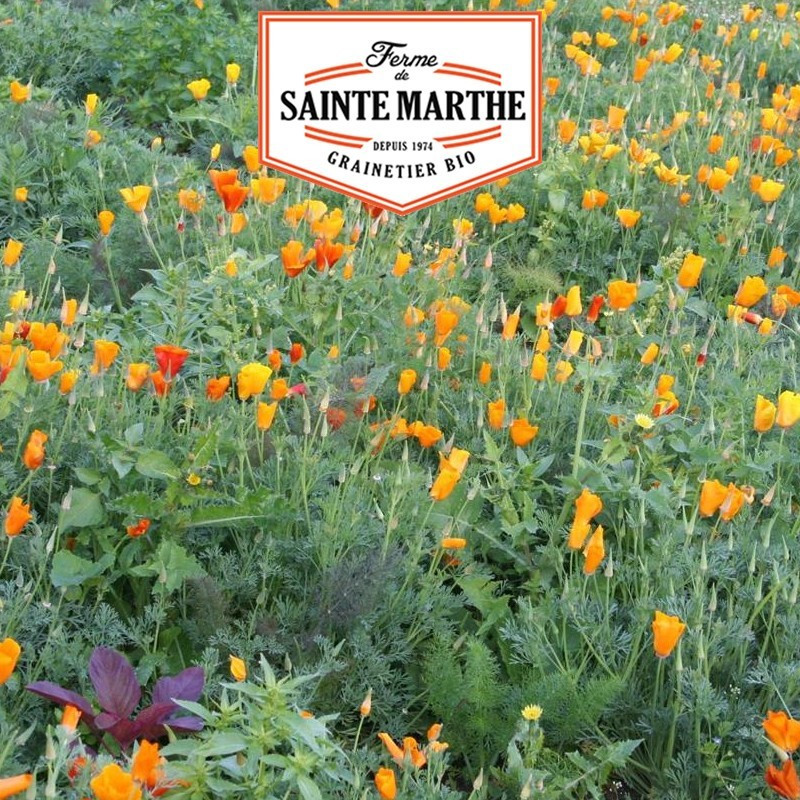  <x>La ferme Sainte Marthe</x> - 800 Samen Kalifornischer Mohn