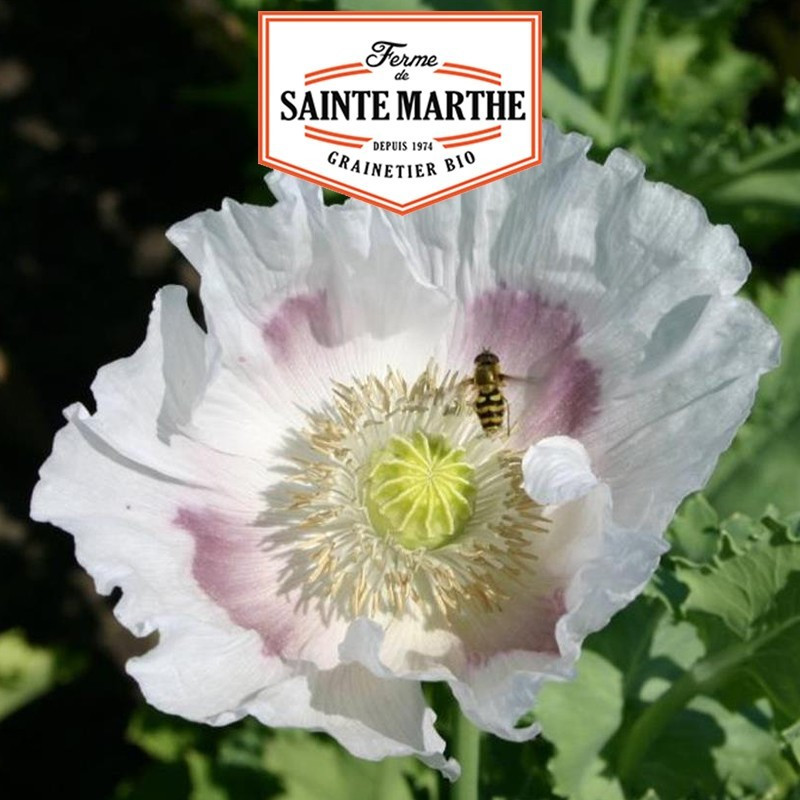  <x>La ferme Sainte Marthe</x> - 2,000 seeds White Garden Poppy