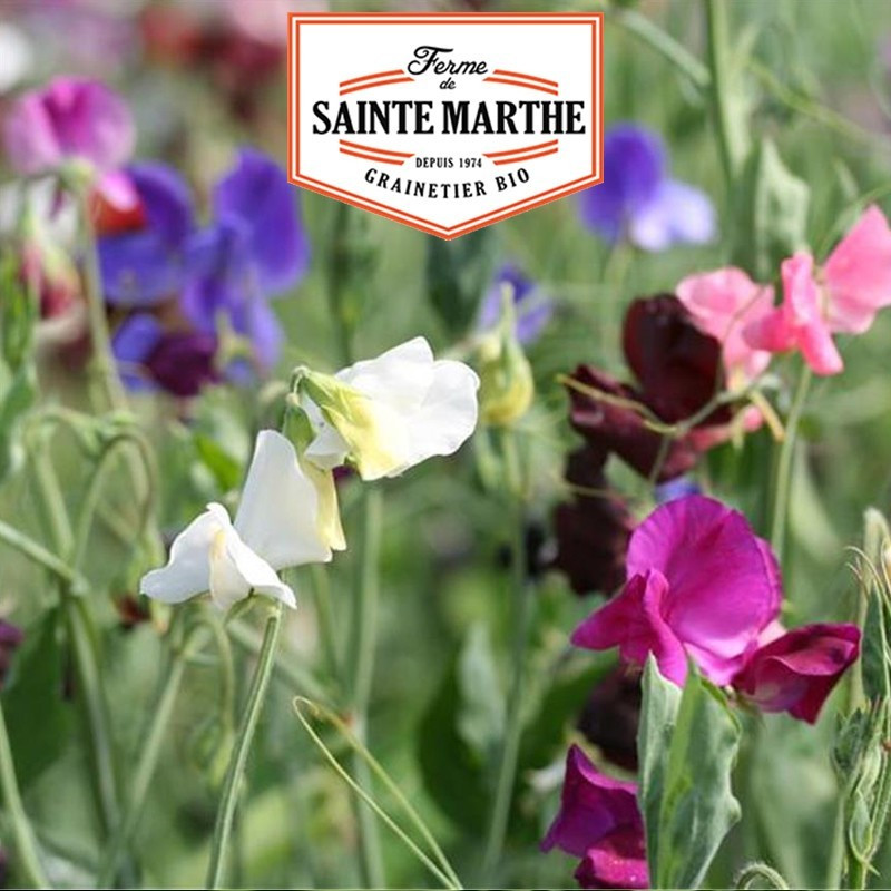  <x>La ferme Sainte Marthe</x> - 100 seeds Sweet Pea Variety