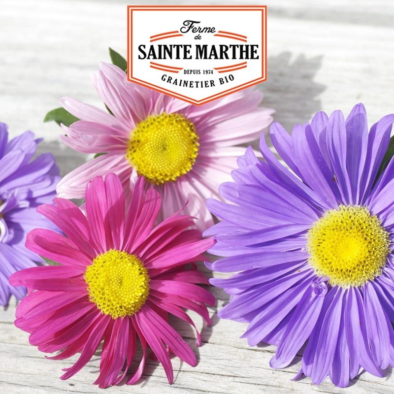  <x>La ferme Sainte Marthe</x> - 500 Seeds Queen Daisy Single Flowered Variegated
