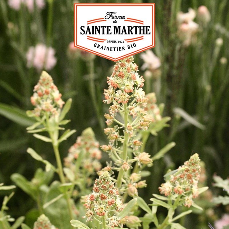 La ferme Sainte Marthe - 700 sementes Reseda Odorant