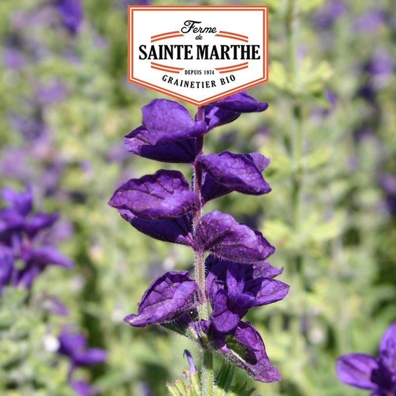 La ferme Sainte Marthe - 100 sementes de Salva Verde