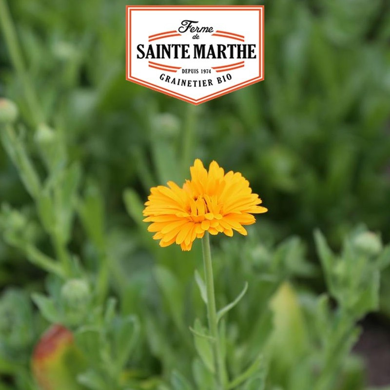 La ferme Sainte Marthe - 100 sementes Officinal Marigold