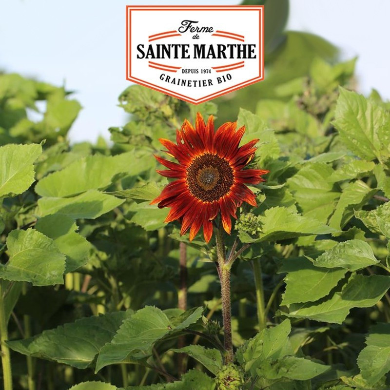 Girasol rojo - 50 semillas - La ferme Sainte Marthe