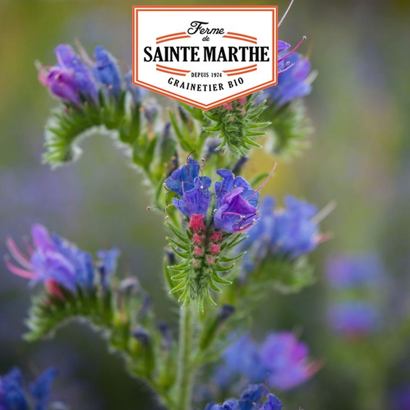 La ferme Sainte Marthe - 150 sementes de viperina