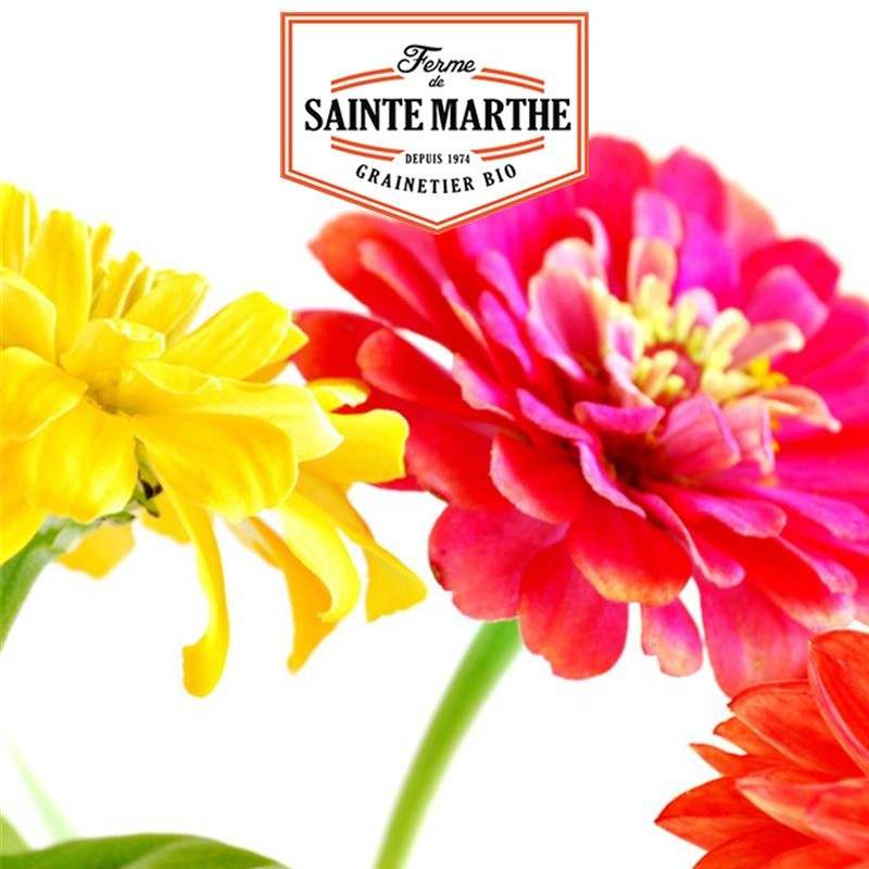  <x>La ferme Sainte Marthe</x> - 150 seeds Zinnia Elegans Double Varied