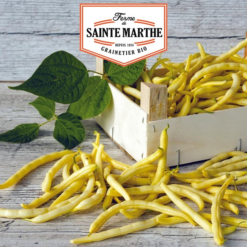  <x>La ferme Sainte Marthe</x> - 10 grammi di fagioli Neckargold Mangetout