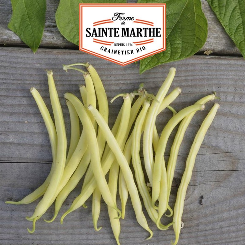  <x>La ferme Sainte Marthe</x> - 10 grams Dwarf Bean Major Mango