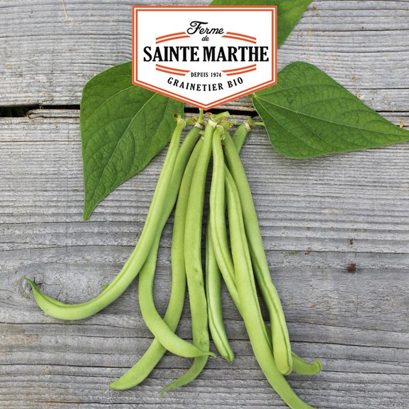 La ferme Sainte Marthe - 10 grammes Haricot Nain Maxi Filet Mangetout