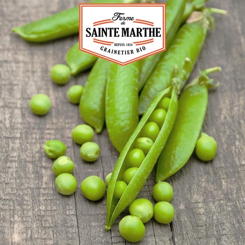  <x>La ferme Sainte Marthe</x> - 10 grams Sweet Dwarf Peas Provence Round Grain Shelling