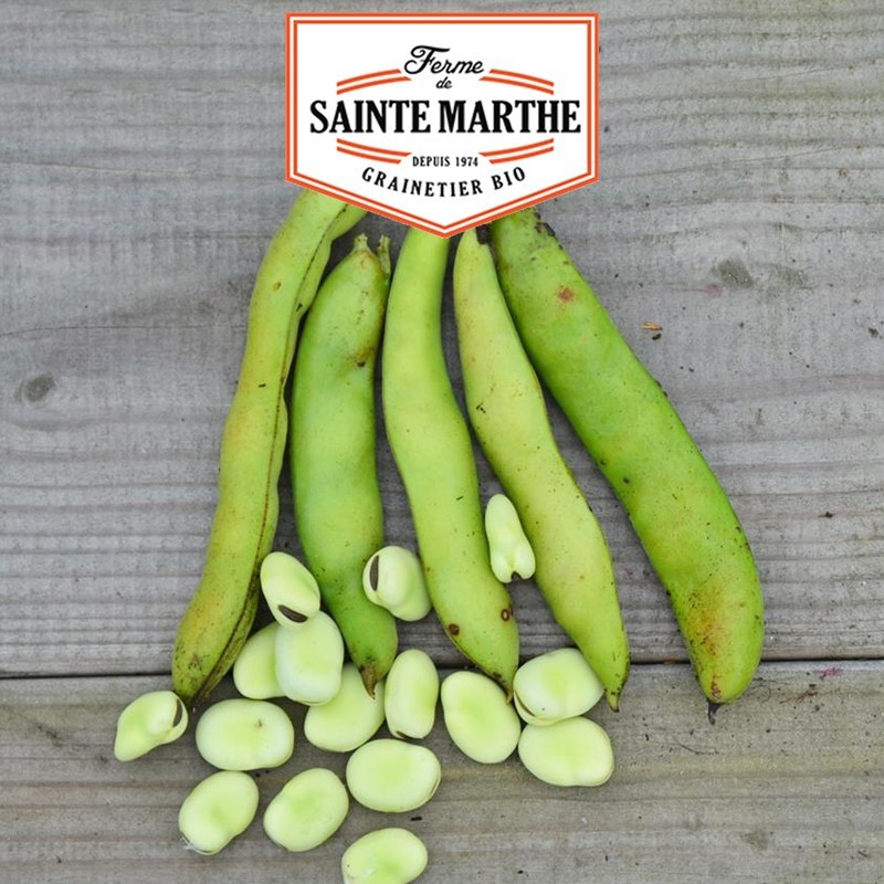  <x>La ferme Sainte Marthe</x> - 80 grams Aguadulce bean with very long pods