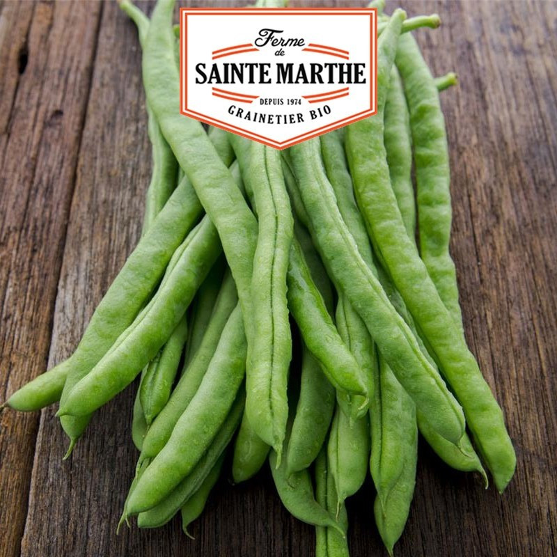 La ferme Sainte Marthe - 80 gramas Neckarkonigin String Bean Mangetout