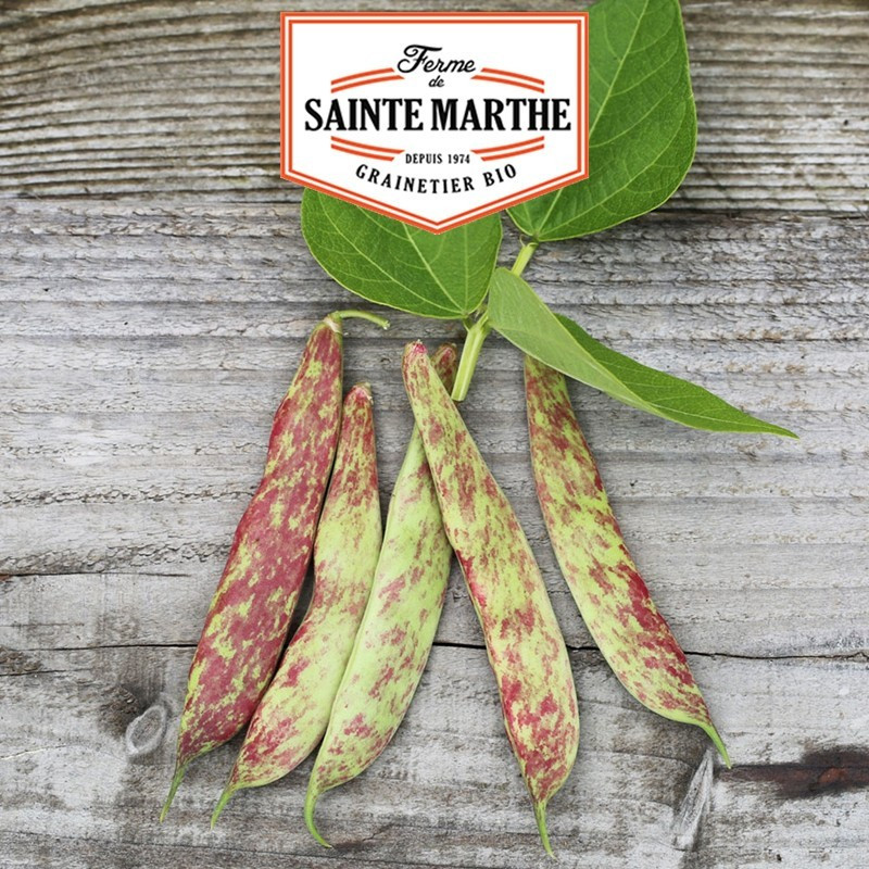  <x>La ferme Sainte Marthe</x> - 80 grams Dwarf Bean Big Borlotto Shelling bean