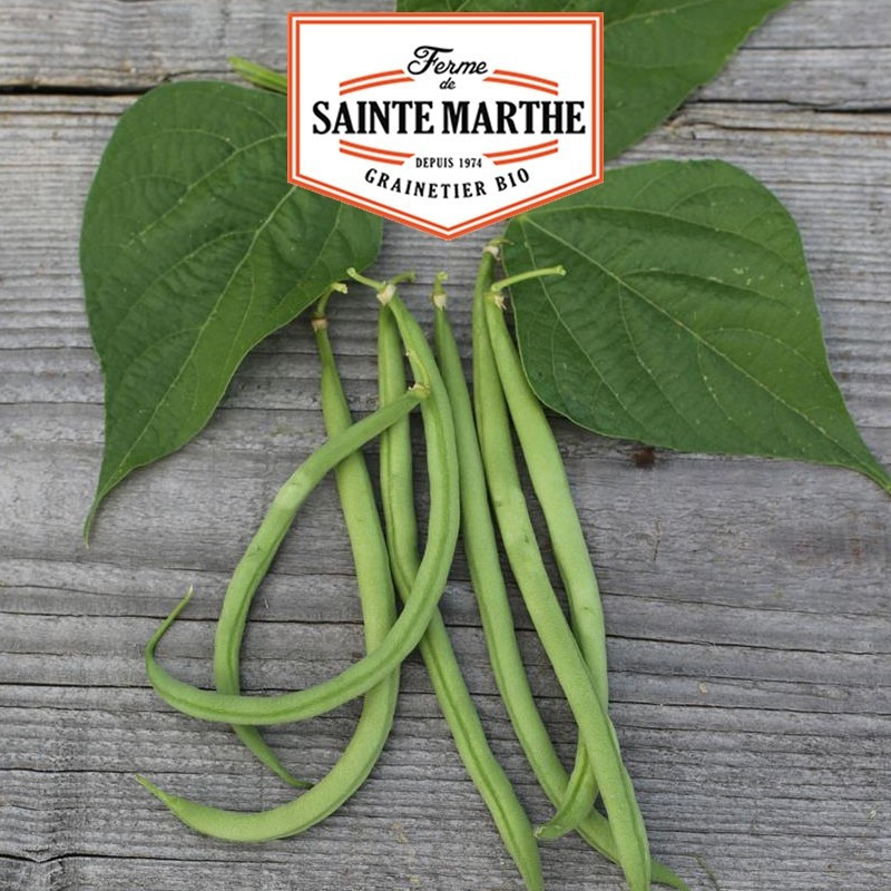  <x>La ferme Sainte Marthe</x> - 80 grams Cupid Dwarf Beans Cordless Bean Cupid Mango Net