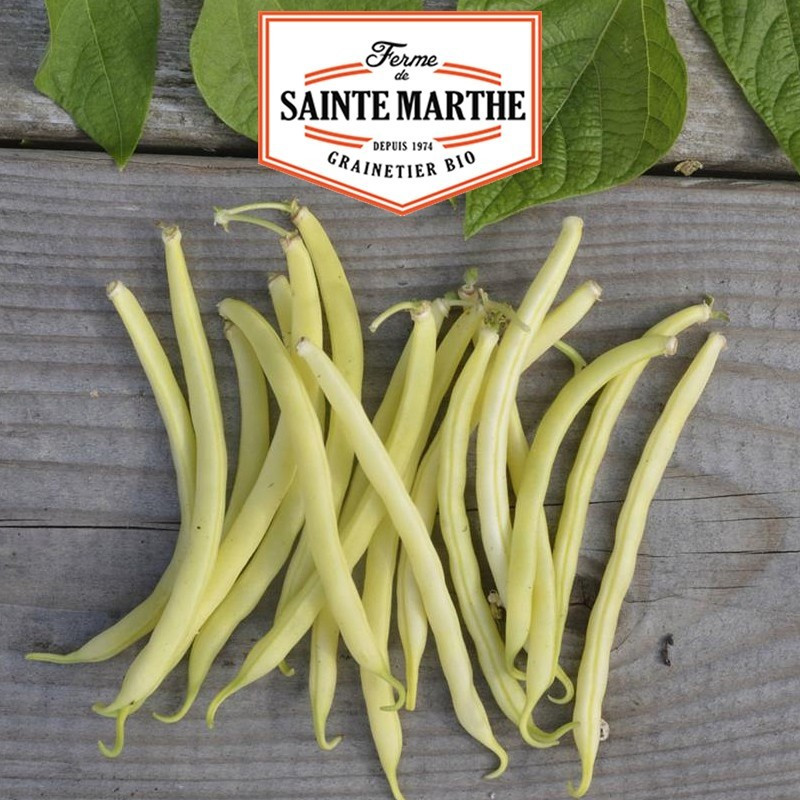  <x>La ferme Sainte Marthe</x> - 80 grammi di fagioli di rene maggiore Mangetout