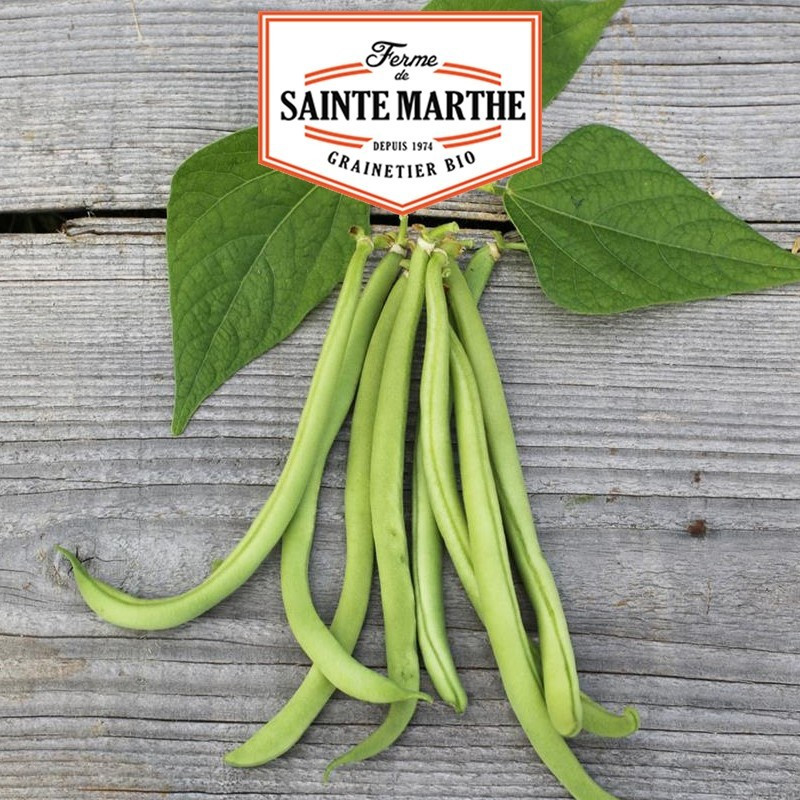  <x>La ferme Sainte Marthe</x> - 80 grams Dwarf Bean Maxi Filet Mango
